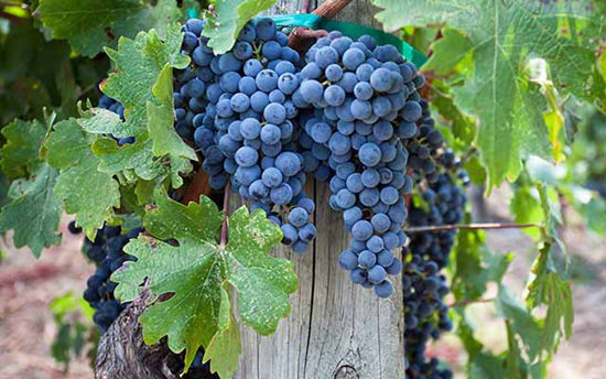 ��������������Ʒ�ָ���