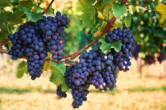 ÷(Merlot)