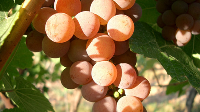(Gewurztraminer).jpg