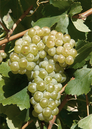 ������(Verdejo)