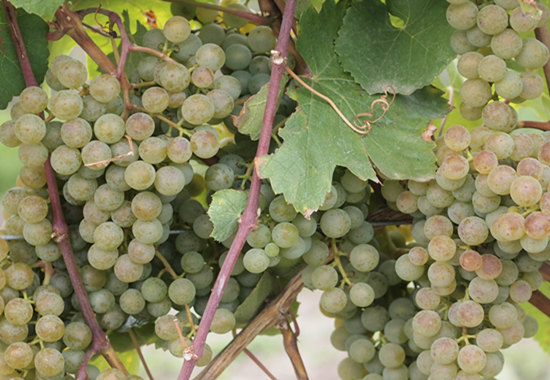 Сʤ(Petit Manseng)